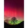 HEYE - Power of Nature, Sycamore Gap