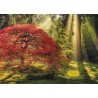 Verpackungsschaden - HEYE - Magic Forests, Guiding Light