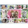 Verpackungsschaden - Schmidt Puzzle - Katzenbabys