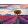 Ravensburger Puzzle - Lavendelfeld zur goldenen Stunde