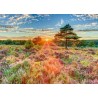 Schmidt Puzzle - Heide im Sonnenuntergang (1000)