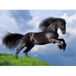 Clementoni Puzzle - Fresian Black Horse