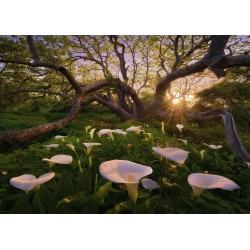 HEYE - Magic Forests, Calla Clearing