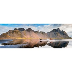 HEYE - Edition A. von Humboldt, Iceland Horses