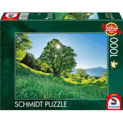 Schmidt - Berg-Ahorn im Sonnenlicht - St. Gallen, Schweiz