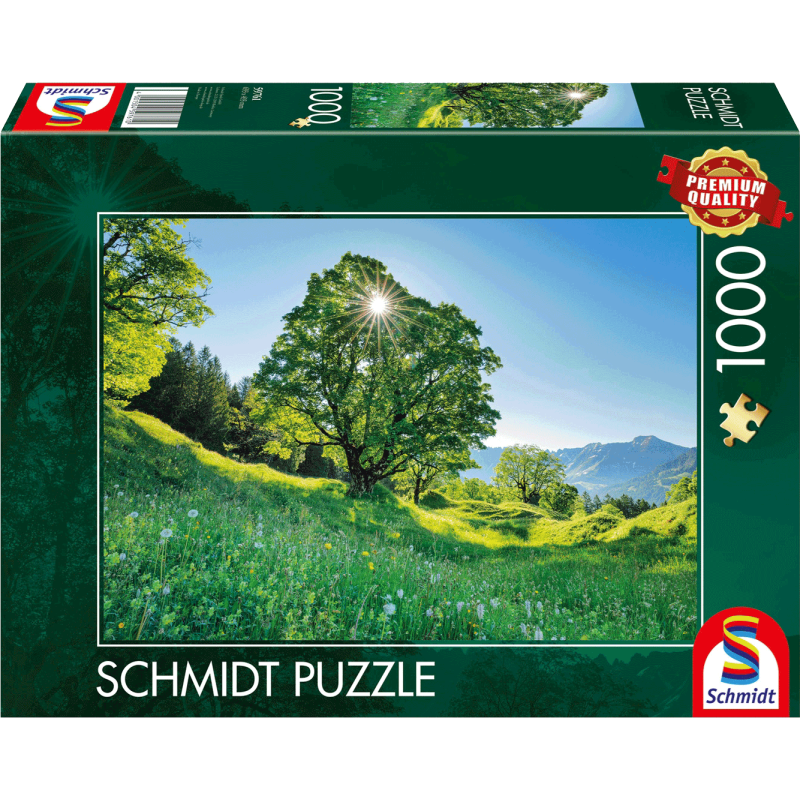 Schmidt - Berg-Ahorn im Sonnenlicht - St. Gallen, Schweiz